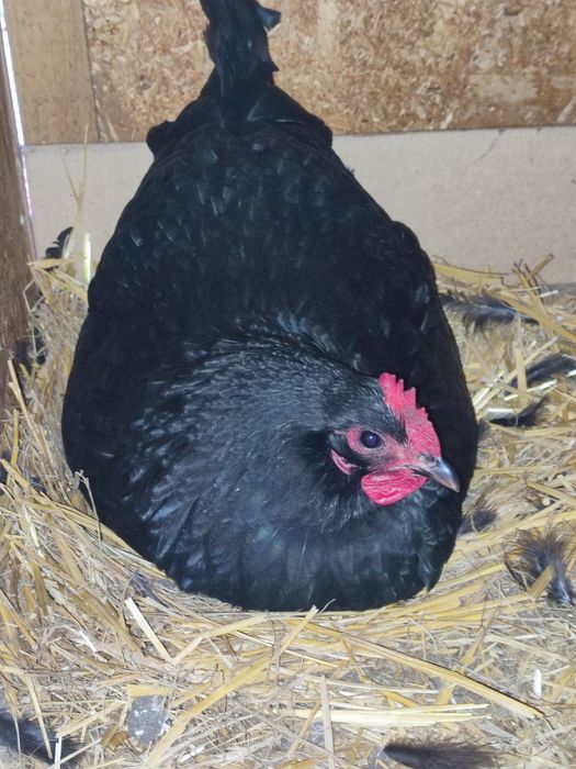 Ouă găini Australorp