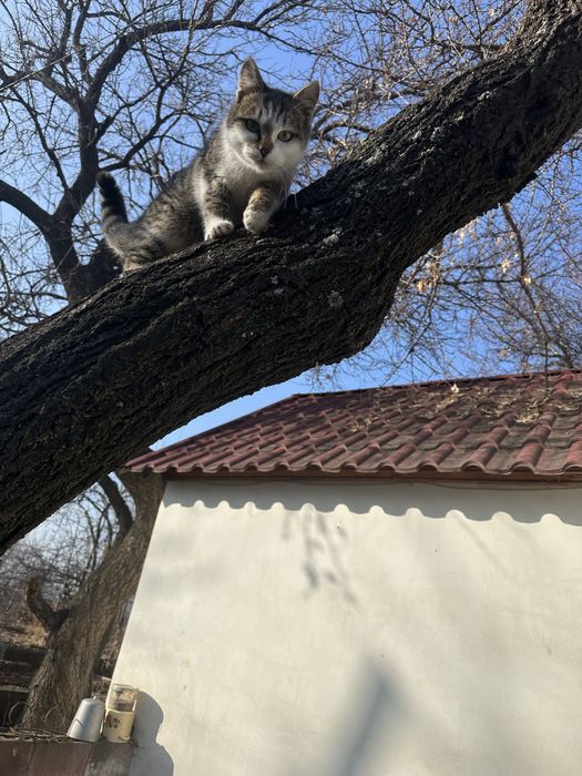 Котята - Крысолов