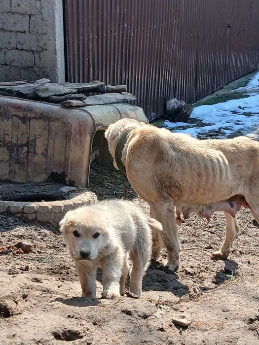 2 еркек күшік сатылады