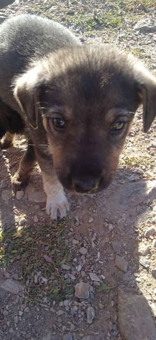 Овчарки метис ищут любимый дом
