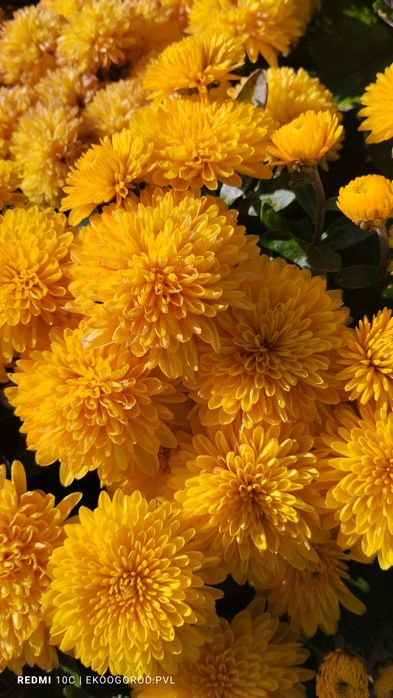 Продам хризантемы