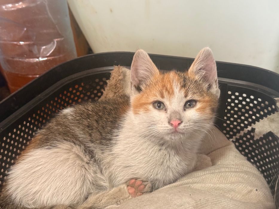 Pisicute spre adoptie