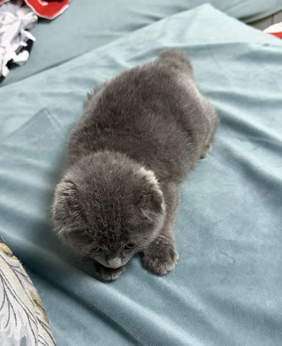Шотланская вислоухая кошка