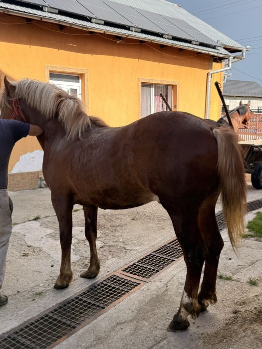 Vand carlan in varsta de un an jumatate