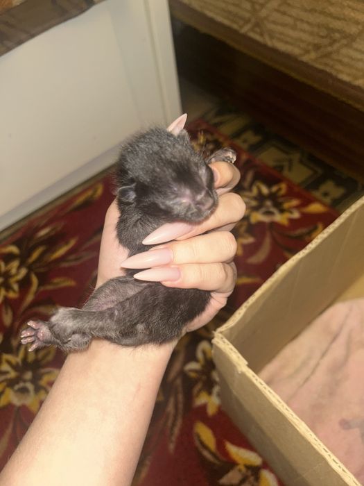 Новорожденные котята