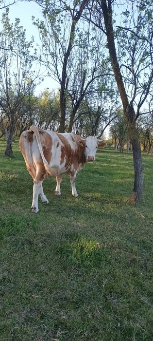 Vaca tinara 4ani la o doua fatare