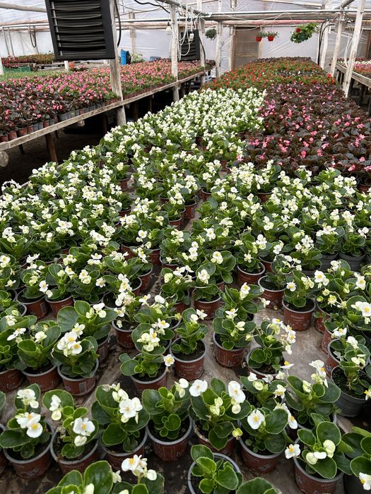 Flori de gradina: begonie, creiță, gura leului, verbena etc