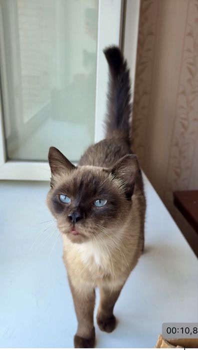 Сиамский кот Яша ищет дом