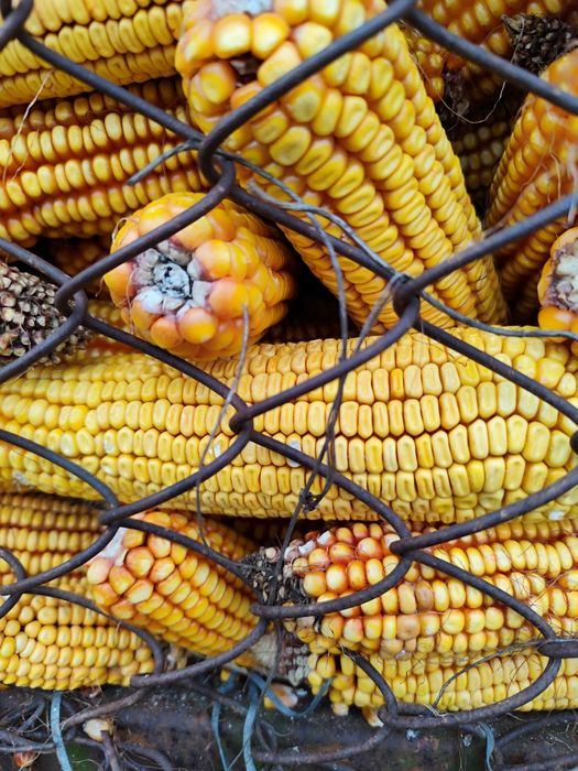 Vând porumb  in Lucăcești