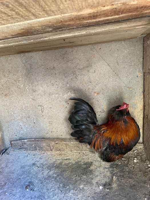 Струмски стандарт,бантам и копринки