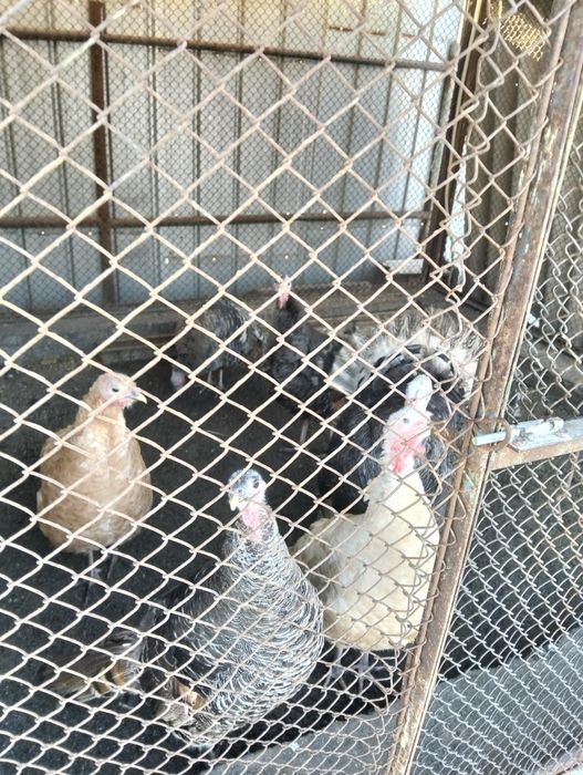 Продам индюков ..