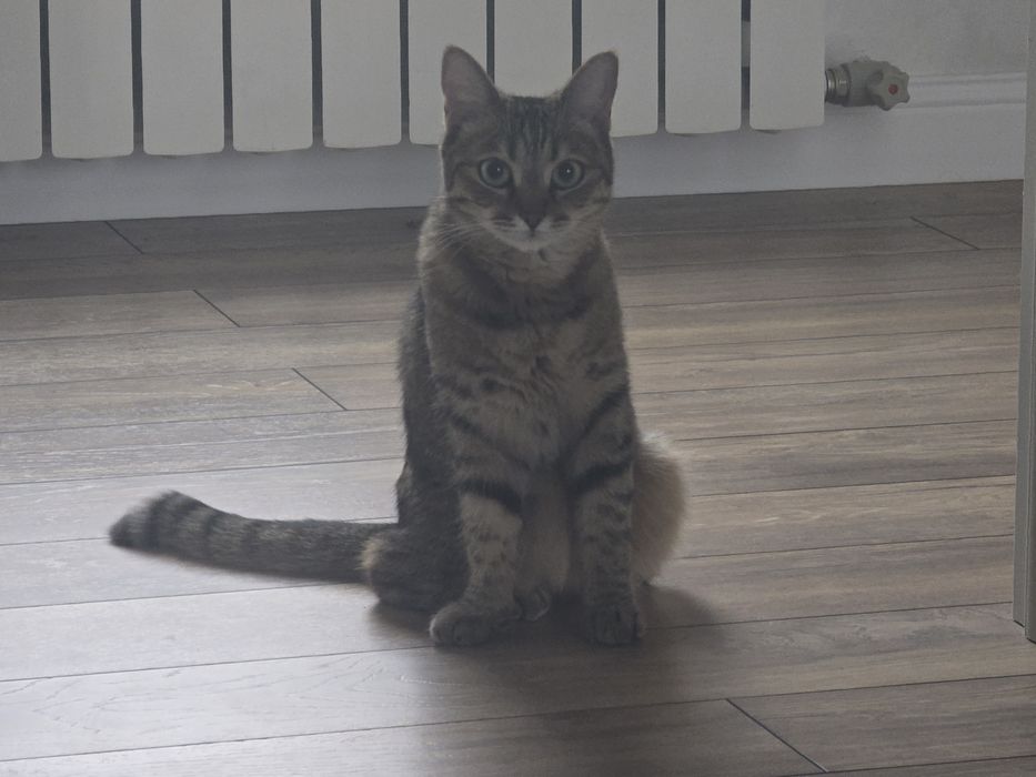 Пропала кошка в р. Кок-тобе 2