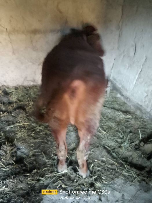 Гиножин мол йахши йийди авкот