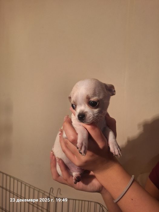 Мини чихуахуа ,едно момче и едно момиче.