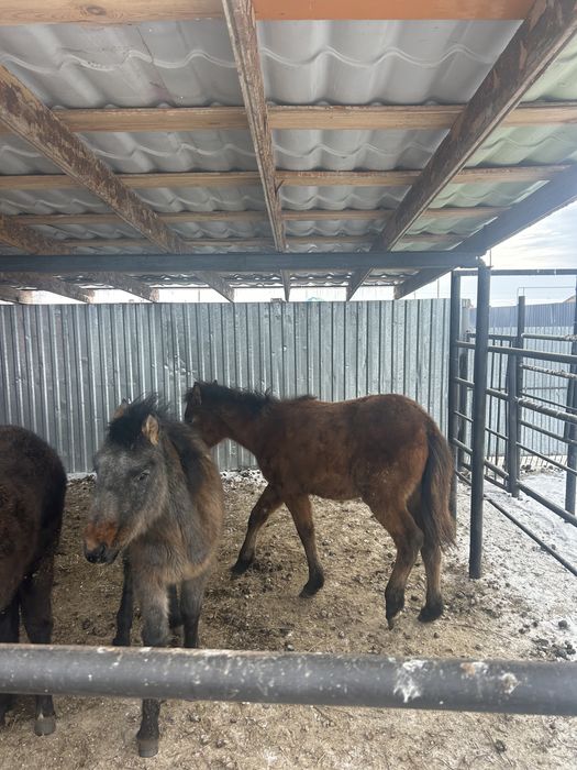 3 бас ұрғашы жабағы сатылады