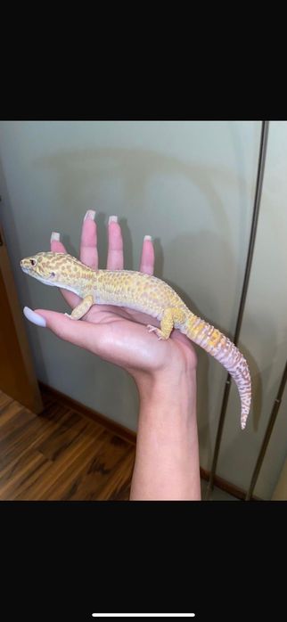 Эублефар Морфа Rainwater Albino