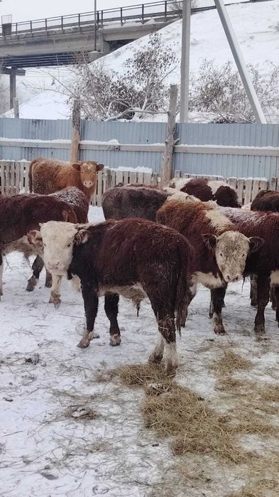 Продам тилята мясные