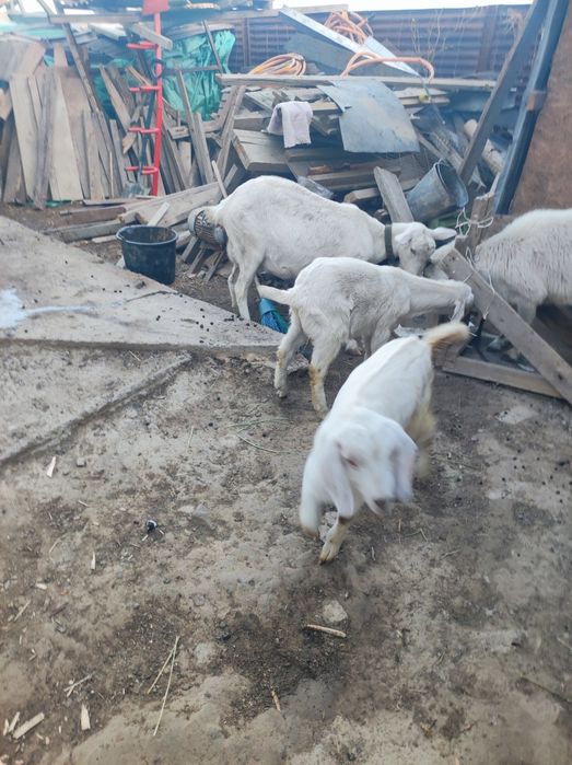 Сұтті ешкі дақтары сатылады еркек лақтар