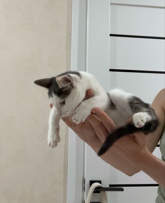 Котенок мальчик