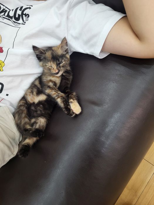 Дарю Котенка с Доставкой