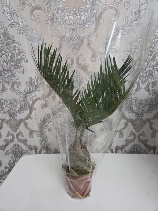 Домашные цветы (Үй өсімдіктері)