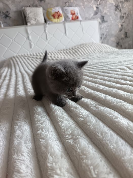 Отдам котёнка в добрые руки