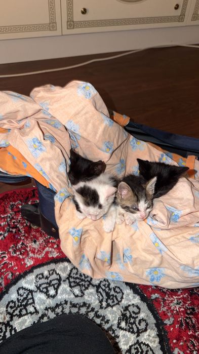 4 pisicuțe mici de adoptat
