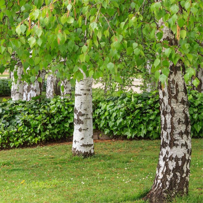 Бяла бреза (Betula pendula)