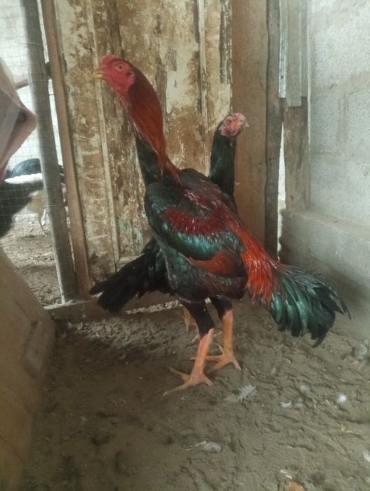 Toza 100talik Koreya xo'roz sotiladi