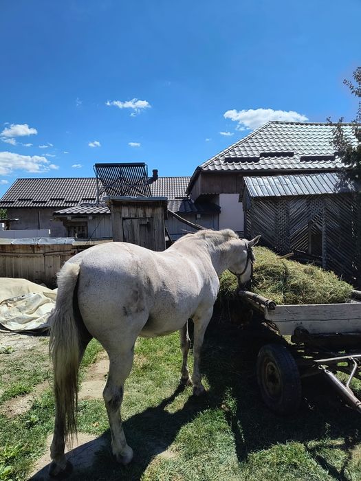 Vând iapa,vârsta 12 ani,comuna Bodești,detalii la telefon
