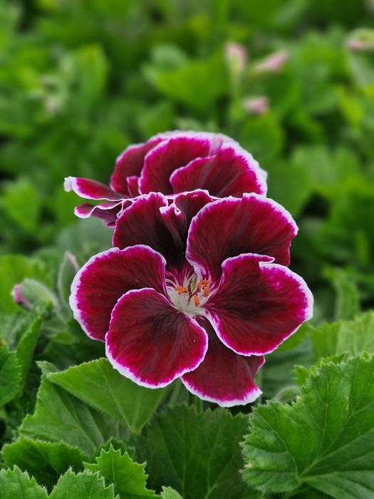 Flori de gradina si muscate