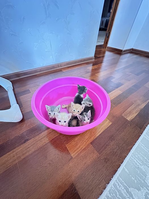 Продаются Котята