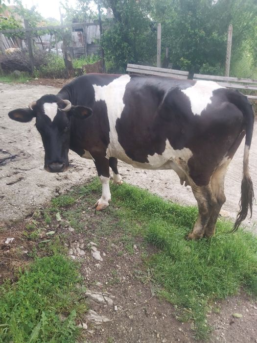 Продавам   краваа