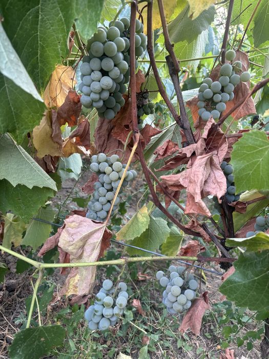 Vând struguri pentru vin