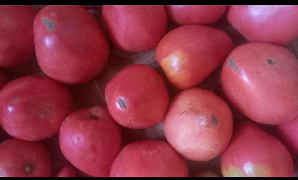Продам домашние помидоры
