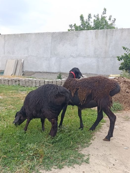 xisori ona bola qoylar sotiladi 6mln 900