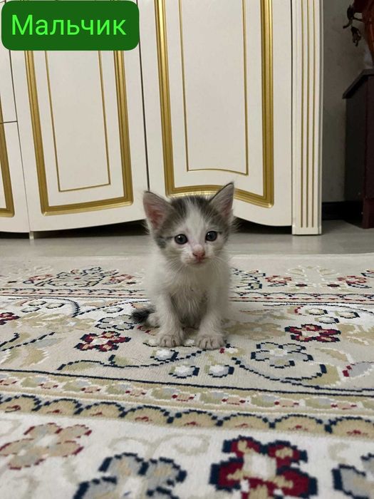 Отдам даром котят