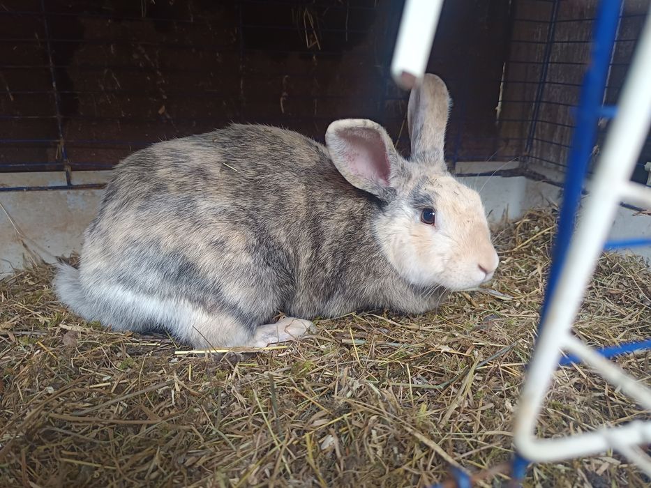 Iepuri de curte  ...