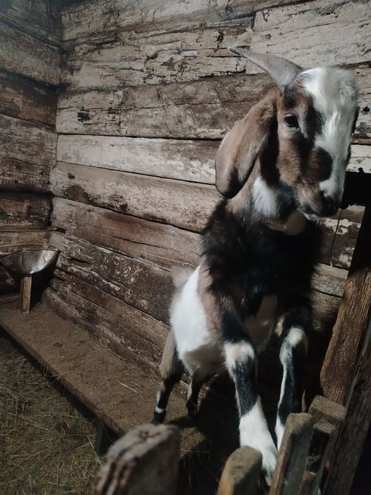 Продам козла 5 месяцев