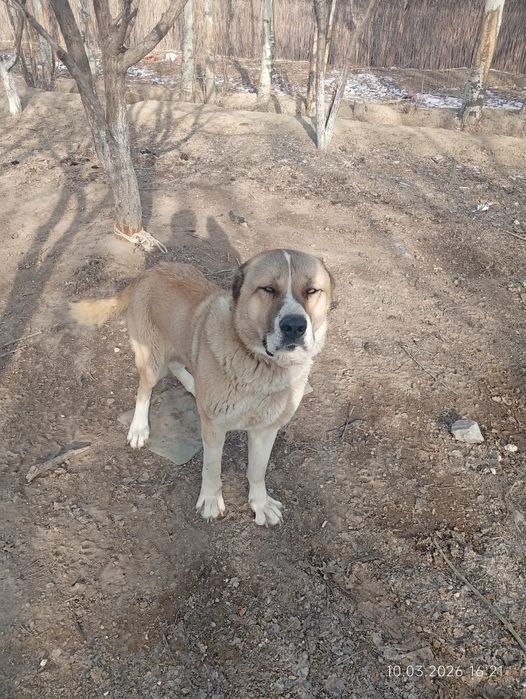 Казакы тобед ит сатылады