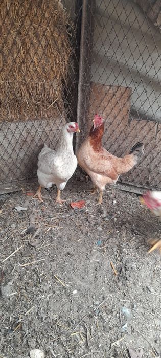 Товук ва хуроз сотилади!