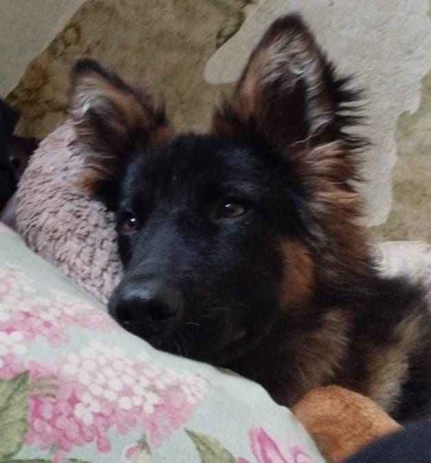 Щенки в продаже.