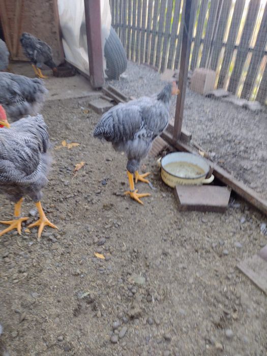 Vând pui Plymouth rock barat cocos (5 luni,) Târgu Mures