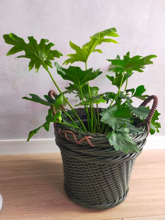 Продам кашпо из ротанга