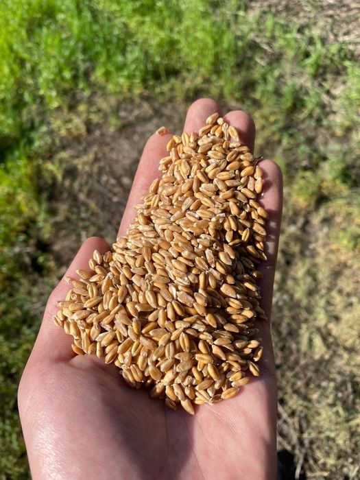 Ячмень.Платный чат! Все корма.