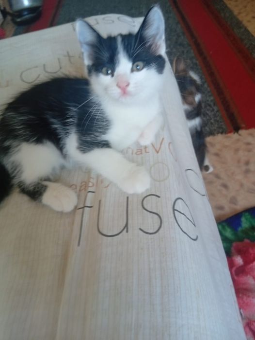 Отдам бесплатно котят в добрые руки