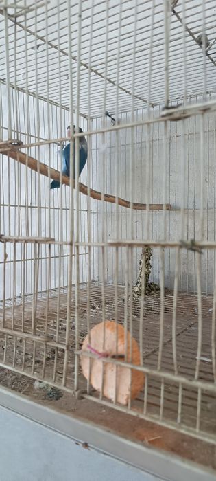 Продаются неразлучник