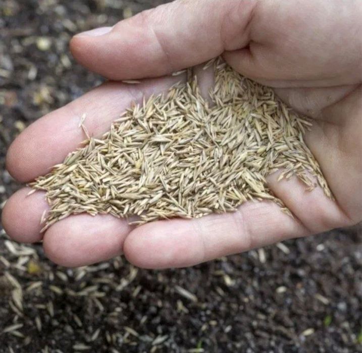 Gazon urugʼi va tayyori bor gullar daraxtlar to