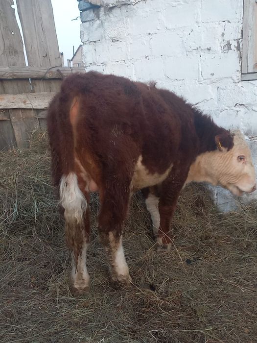 Продам коров с телятами и быка