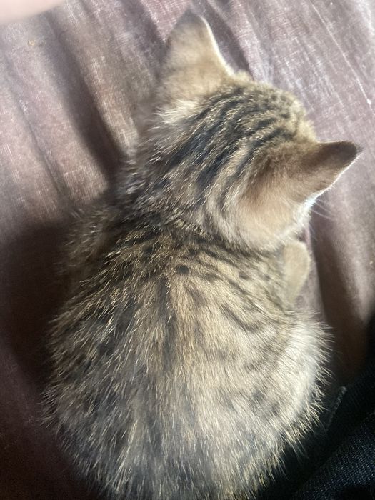 Кошка продаютсья